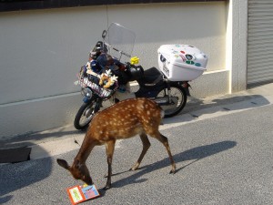 宮島にて、バイクに積んでたガイドマップ鹿に食べられた！
