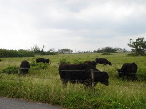 沖縄県黒島、人より牛の数のほうが多い島